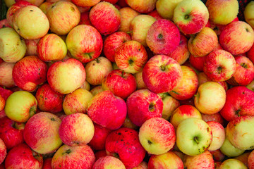 Many different ripe red apples background, farm garden harvest