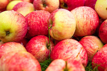 Many different ripe red apples background, farm garden harvest