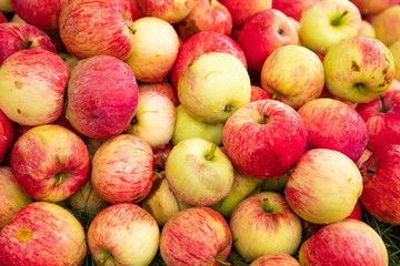 Many different ripe red apples background, farm garden harvest
