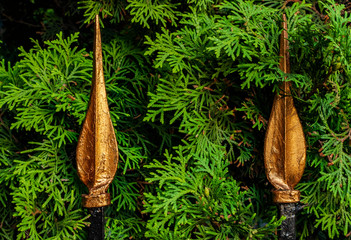 The sharp top of the fence in the thickets of thuja