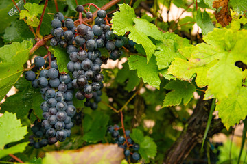Ripe black grapes on a branch in the garden harvest