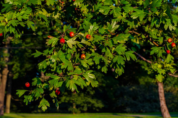 Branch of hawthorn with ripe berries