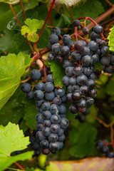 Ripe black grapes on a branch in the garden harvest