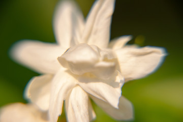 Fototapeta na wymiar Macro, White Jasmine flower, Flowers that are like words instead of saying that I love my mother. For giving to mothers on Mother's Day in thailand.