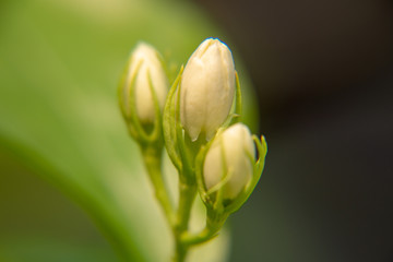 Macro, Stalk of white Jasmine flower, Flowers that are like words instead of saying that I love my mother. For giving to mothers on Mother's Day in thailand.