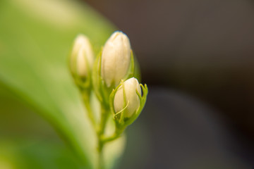 Macro, Bud of white Jasmine flower, Flowers that are like words instead of saying that I love my mother. For giving to mothers on Mother's Day in thailand.