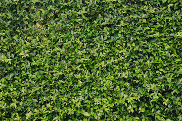 Green leaves wall hedge as background of fresh green wall