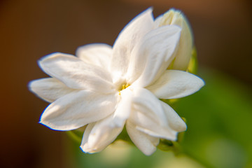 Fototapeta na wymiar Macro, White Jasmine flower, Flowers that are like words instead of saying that I love my mother. For giving to mothers on Mother's Day in thailand.