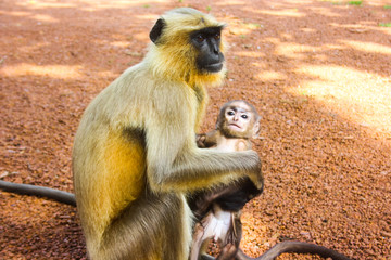 INDIAN WILD MONKEY WITH HER LITTLE BABY
