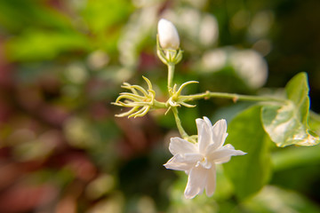 Macro, Stalk of white Jasmine flower, Flowers that are like words instead of saying that I love my mother. For giving to mothers on Mother's Day in thailand.
