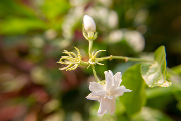 Macro, Stalk of white Jasmine flower, Flowers that are like words instead of saying that I love my mother. For giving to mothers on Mother's Day in thailand.