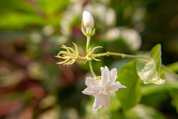 Macro, White Jasmine flower with stalk, Flowers that are like words instead of saying that I love my mother. For giving to mothers on Mother's Day in thailand.