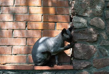 Canadian Sphinx cat washes paw