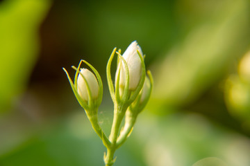 Macro, Stalk and bud of white Jasmine flower, Flowers that are like words instead of saying that I love my mother. For giving to mothers on Mother's Day in thailand.