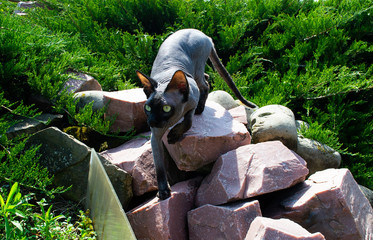 canadian sphinx walks on stones. naked cat