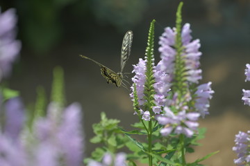 蝶と花