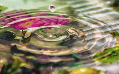 Gota de agua rebotando en el agua junto a las hojas y flores