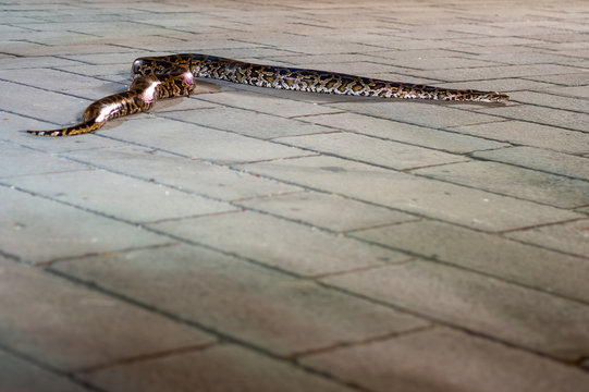 Large python snake, on stone floor.