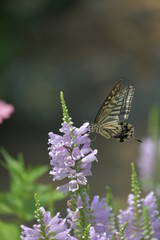 Fototapeta na wymiar 蝶と花
