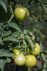 pomidor, jarzyna, jedzenie, czerwień, pomidor, izolowany, swiezy, zdrowa, zieleń, dojrzałe,