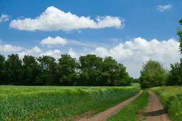 Fototapeta na wymiar Beautiful spring landscape - Ground road in the wheaten field and cloudy sky