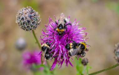 Bumblebee pollinating a colorful flower.