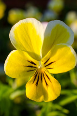 Beautiful violet and yellow pansies close-up
