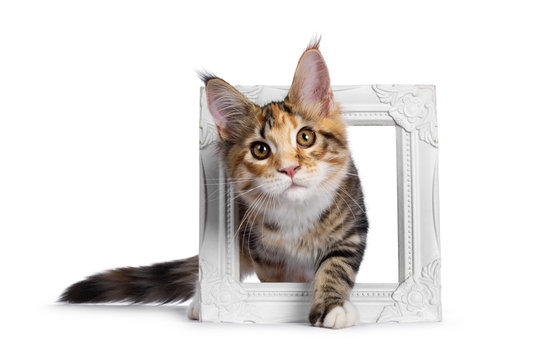 Warm toned cute torbie Maine Coon cat kitten,  stepping through photo frame. Looking beside camera with orange / golden eyes. Isolated on white background.