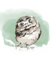 Owl handdrawn illustration watercolor