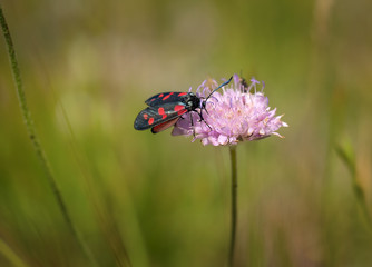 Six-spot Burnet Moth, Zygaena filipendulae, on a wild scabious flower.