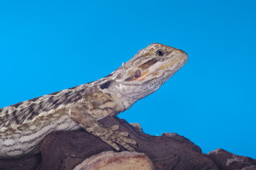 게코. 도마뱀.애완용. 애완용도마뱀.