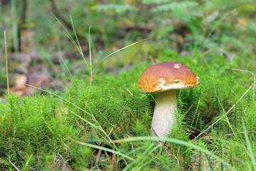 A lone ceps mushroom growths on a green moss in the forest.