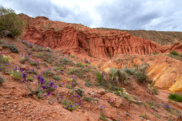 Multicolor mountains in the gorge Fairy Tale against a cloudy sky with flowers in the foreground. Tourism Kyrgyzstan