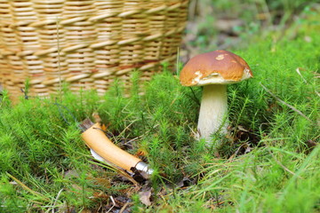 A lone ceps mushroom growths on a green moss in the forest.