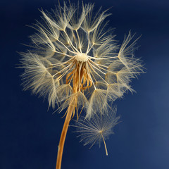 dandelion and its flying seeds on a blue background