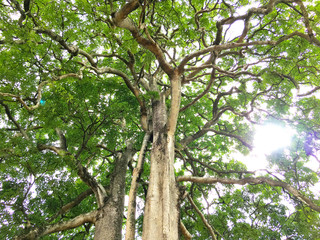 The big tree in the forest