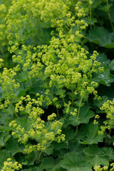Frauenmantel (Alchemilla) Pflanze mit gelben Blüten, Heilpflanze