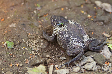The green fly and insect larvae on the dead toad