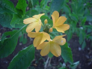 Obraz premium yellow flowers in garden