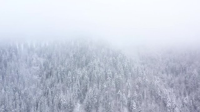 Flight over snowstorm in a snowy mountain coniferous forest, foggy unfriendly winter weather. Filmed at various speeds: normal and accelerated