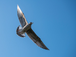 young seagull bird in flight