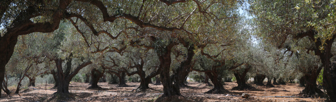 Olivenbaum (Olea europaea) Plantage Insel Kreta Griechenland Panorama  nd, Panorama