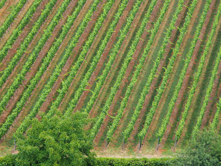 Aerial view over vineyard fields in Germany. Rows of grape vines top view. 