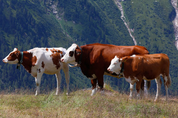 Fototapeta na wymiar Rinder braun weißes Fleckvieh auf Weide