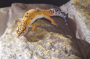 게코. 도마뱀.애완용. 애완용도마뱀.