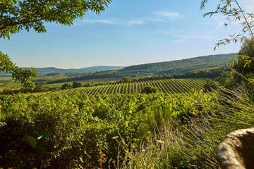 Obraz premium View of a countryside and vineyard landscape in a summer day