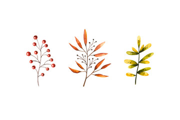 Watercolor autumn set of leaves and berries. Illustration isolated on white. Hand drawn foliage perfect for greeting card, invitation, postcard, poster, stickers, wallpapers, fabric textile