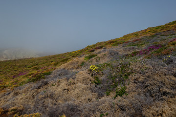 Cabo Vil&aacute;n, Camari&ntilde;as, Spain: Vegetation on the rocks of the peninsula and cartilage covered with fog.