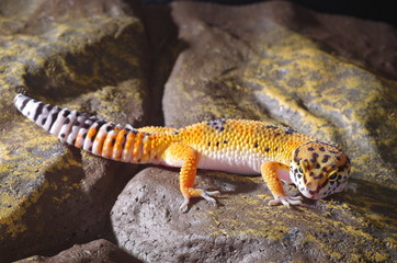 게코. 도마뱀.애완용. 애완용도마뱀.