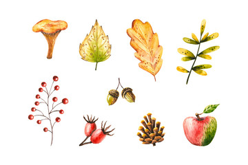 Watercolor autumn set of leaves, rosehip berries, acorn, cone, mushroom, rowan, apple. Illustration isolated on white. Hand drawn items perfect for greeting card, poster, stickers, fabric textile
